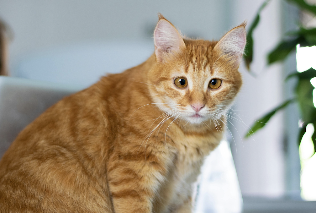 El secreto de los gatos naranjas ha sido finalmente descubierto después de 60 años de búsqueda